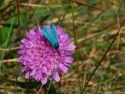 56 Knautia longifolia con farfalla adscita 